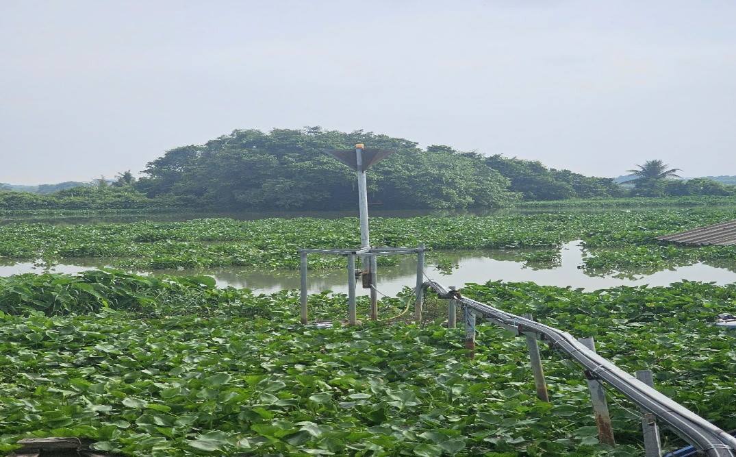 Tây Ninh tìm hướng ứng dụng công nghệ xử lý lục bình phục vụ nông nghiệp xanh